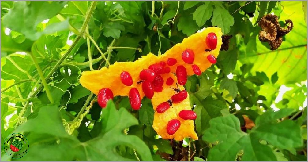 Cha de folha de melao - beneficios, propriedades e como preparar