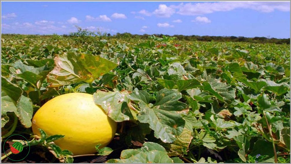 Cnae pantar milho feijao melao maracuja